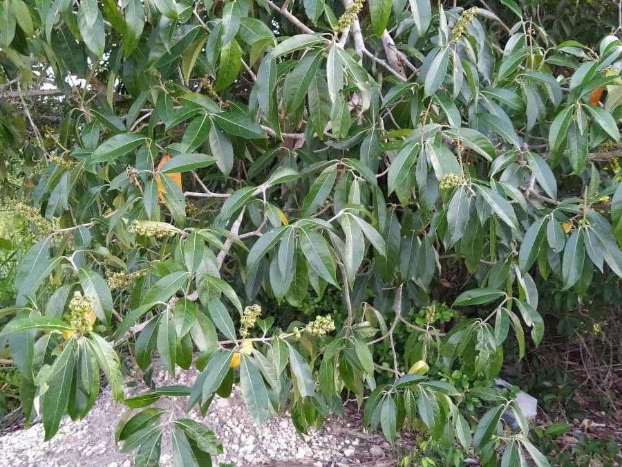 Byrsonima 2