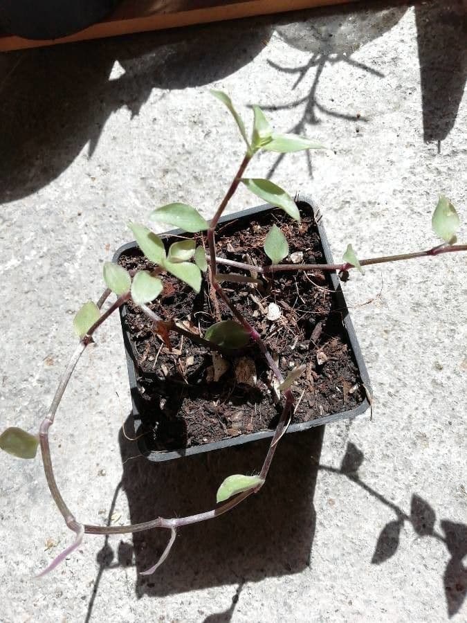 Callisia repens 9