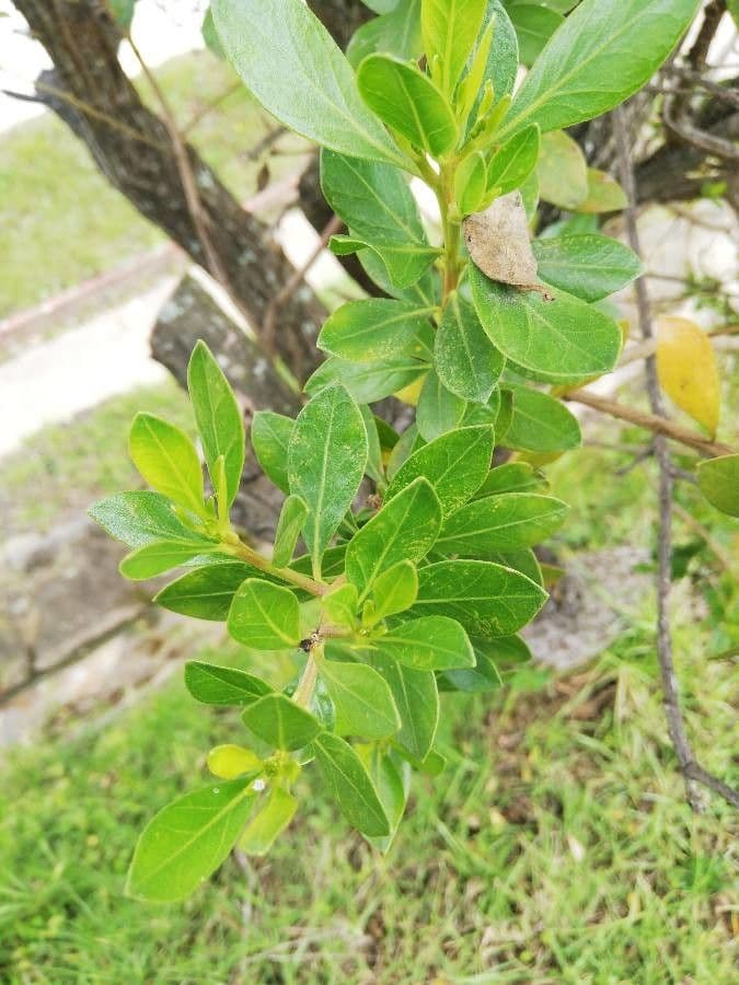 Baccharis 5