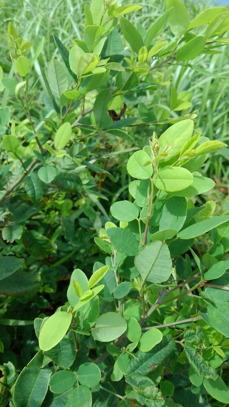 Lespedeza violacea 14