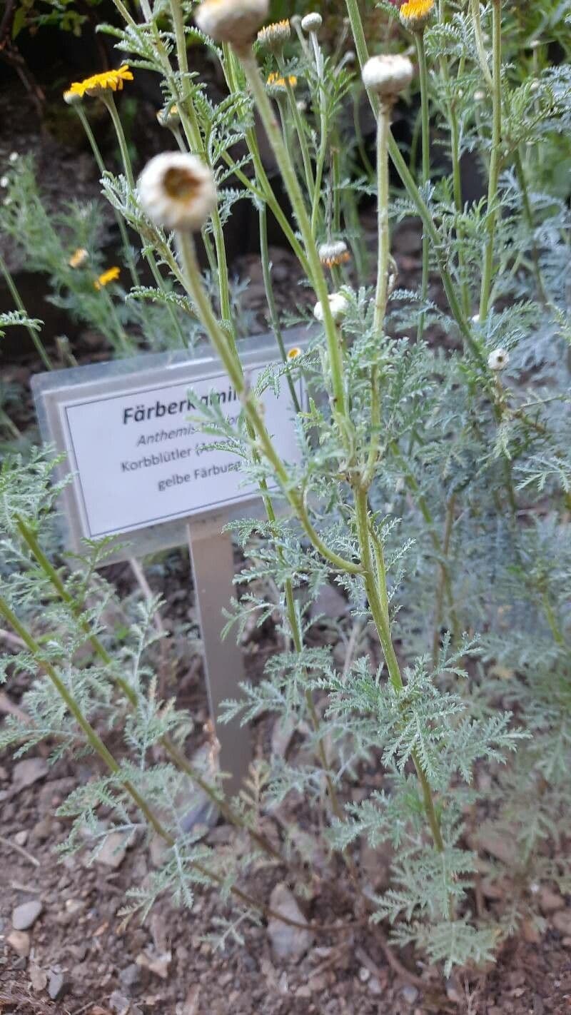 Färberkamille