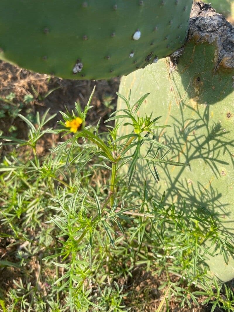 Heterosperma 7