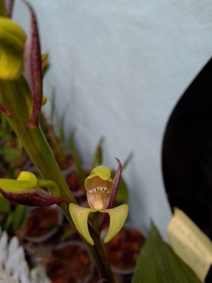 Govenia 5