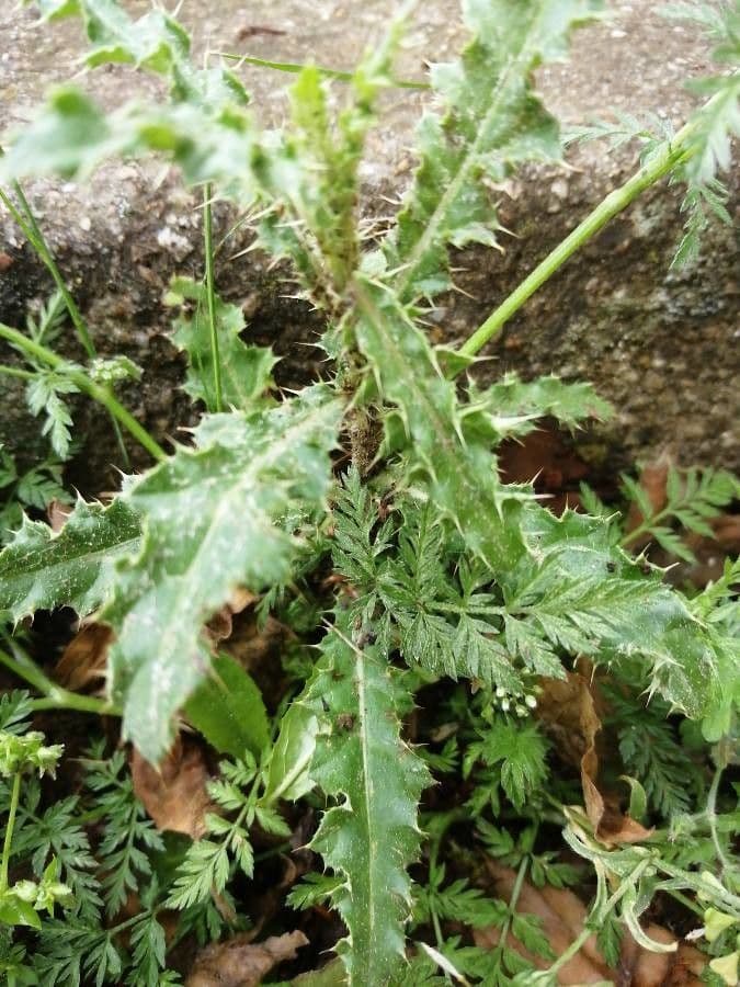Weißgefleckte Distel 27