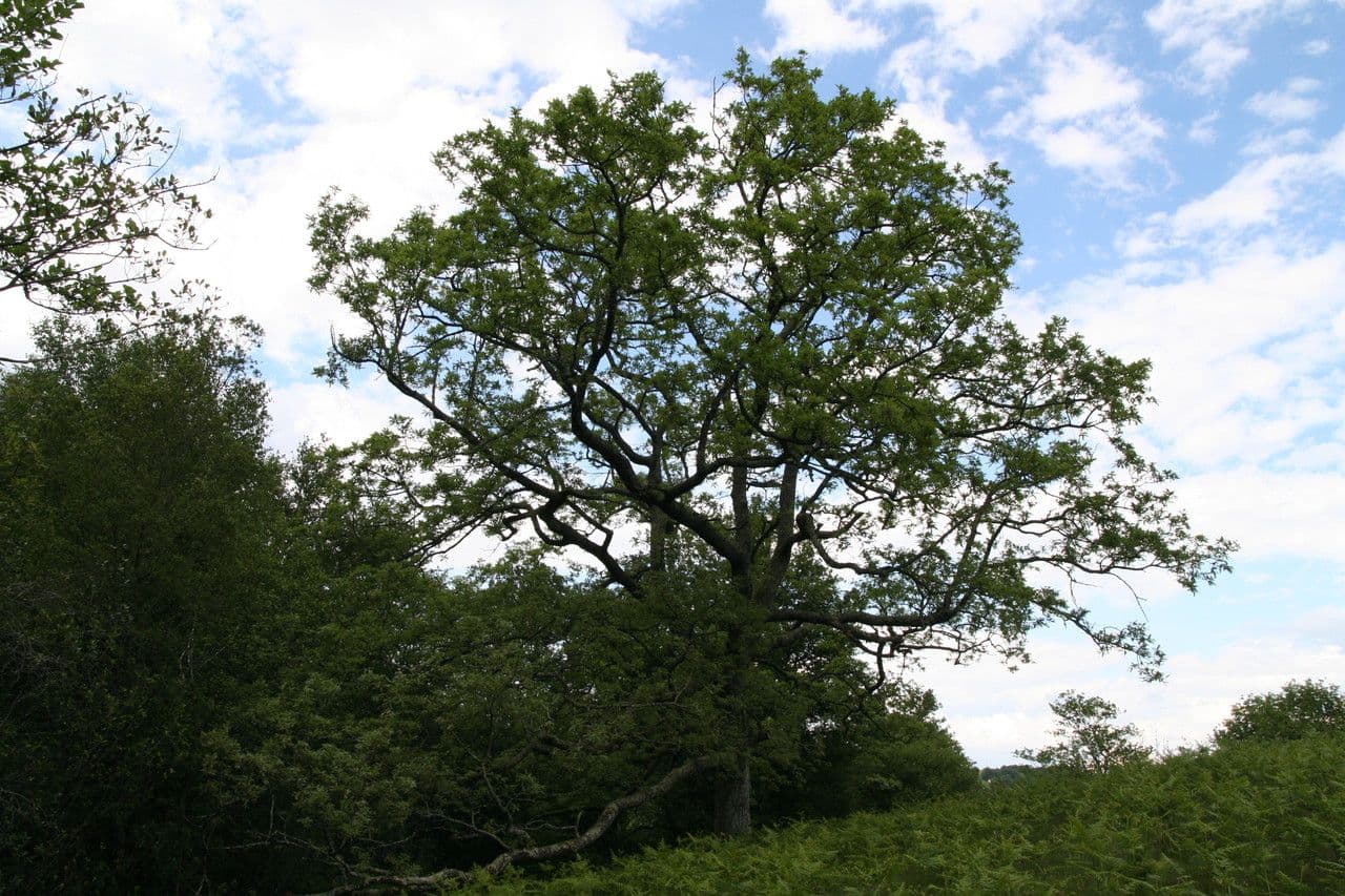 Pyrenäen-Eiche 14