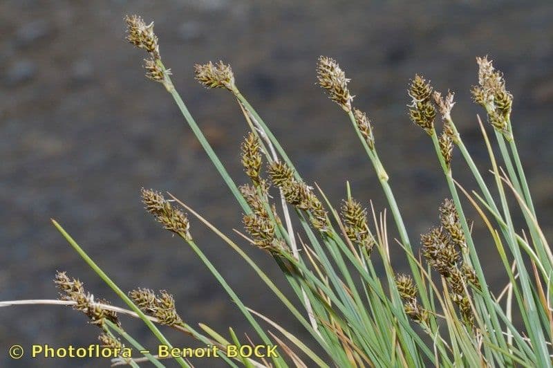 Carex di Lachenal 20