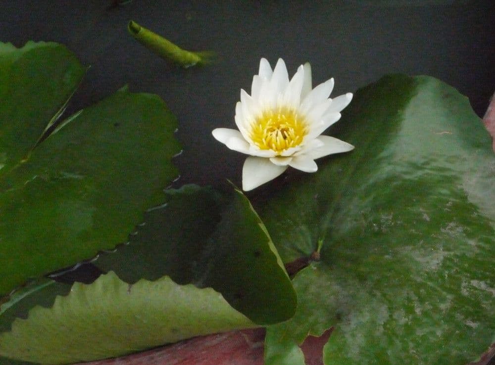 Ninfea pubescens 7