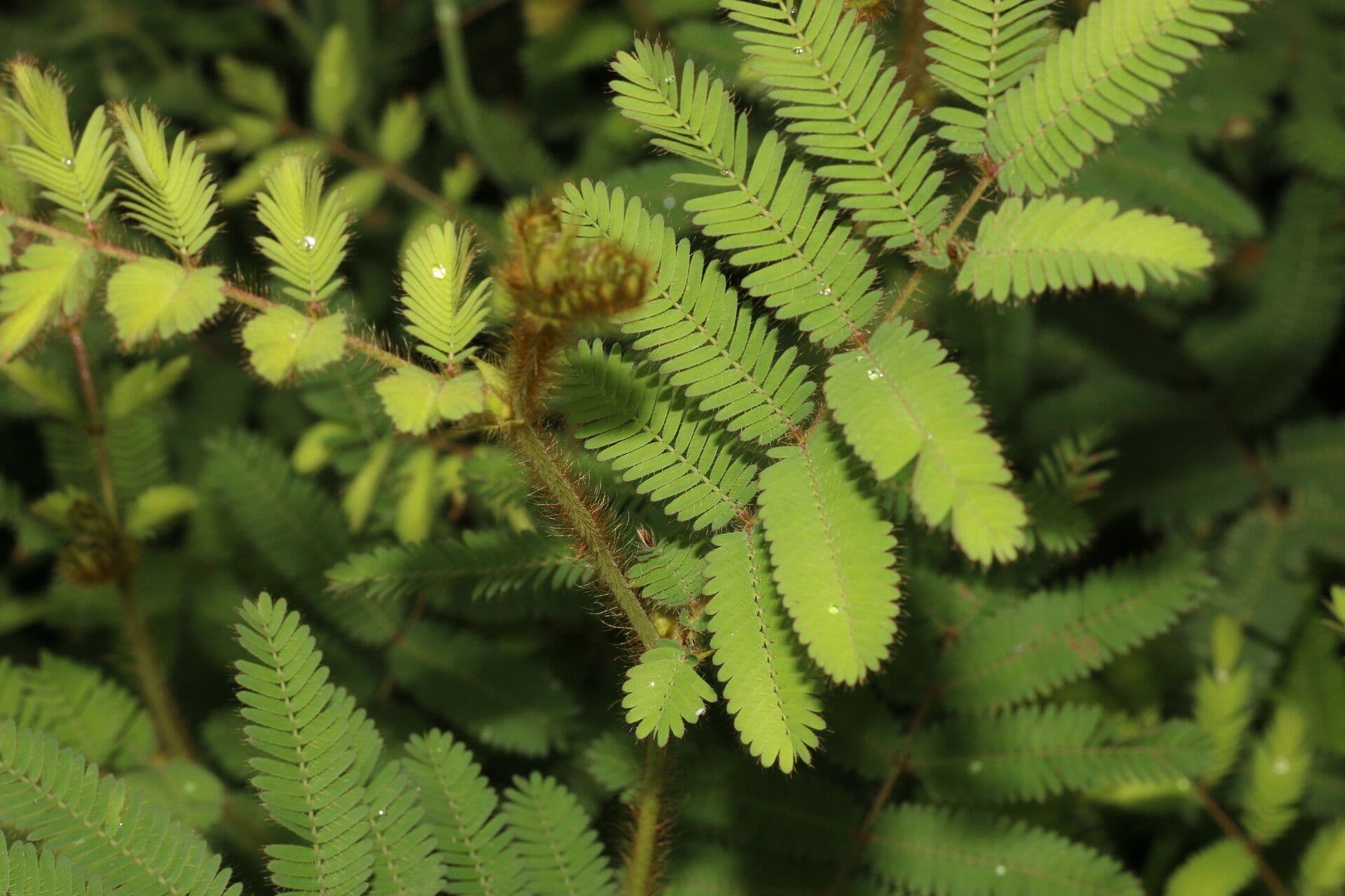 Mimosa 8