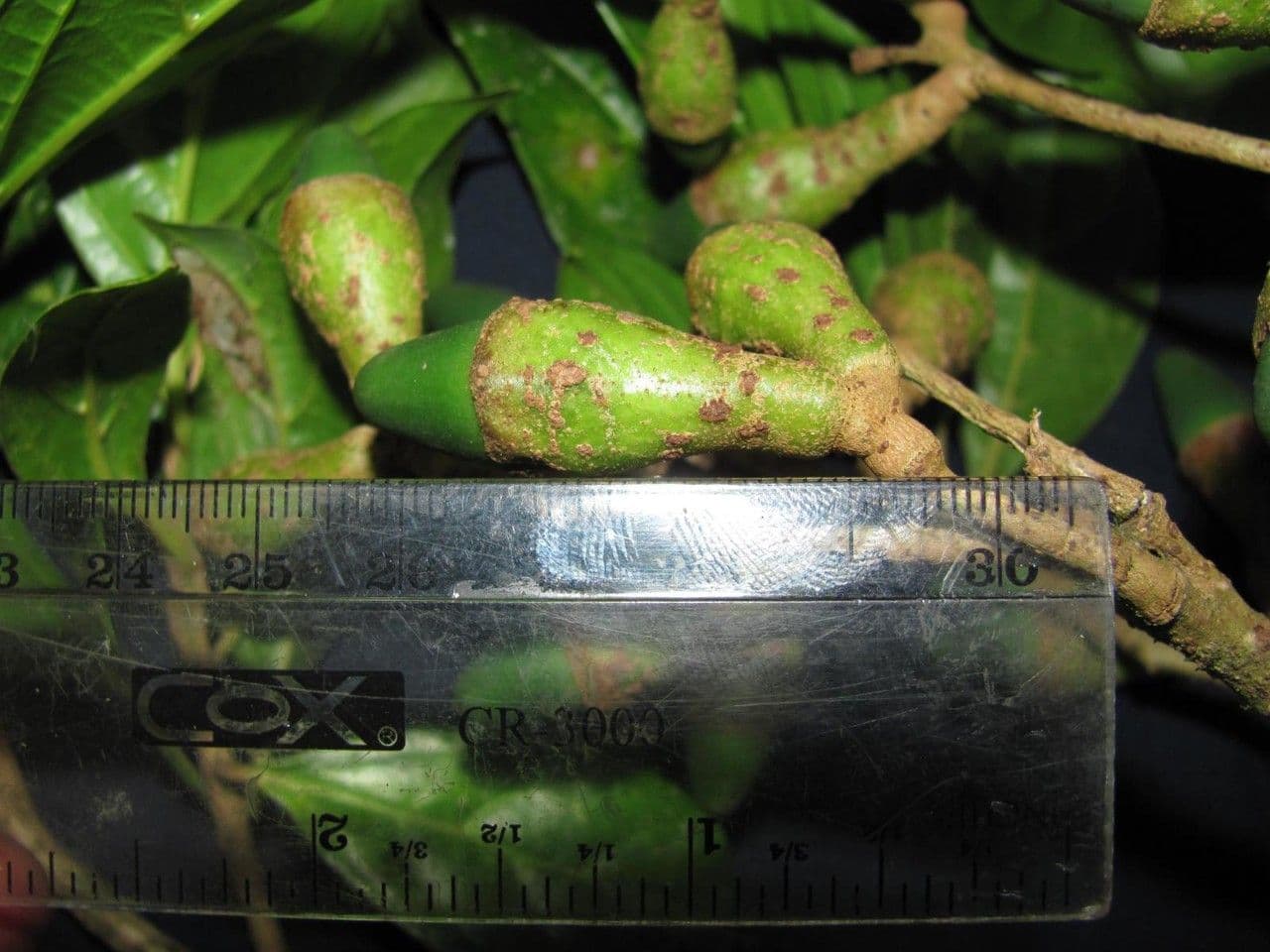Ocotea 2