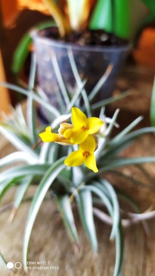 Tillandsia 2