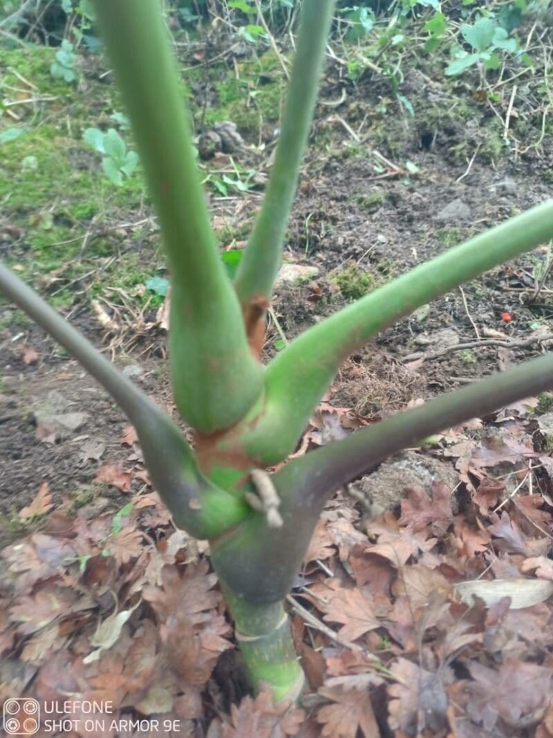 Schefflera 6