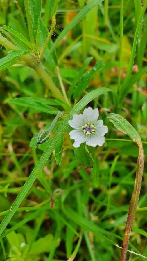 Schmalblättrige Monsonia 5