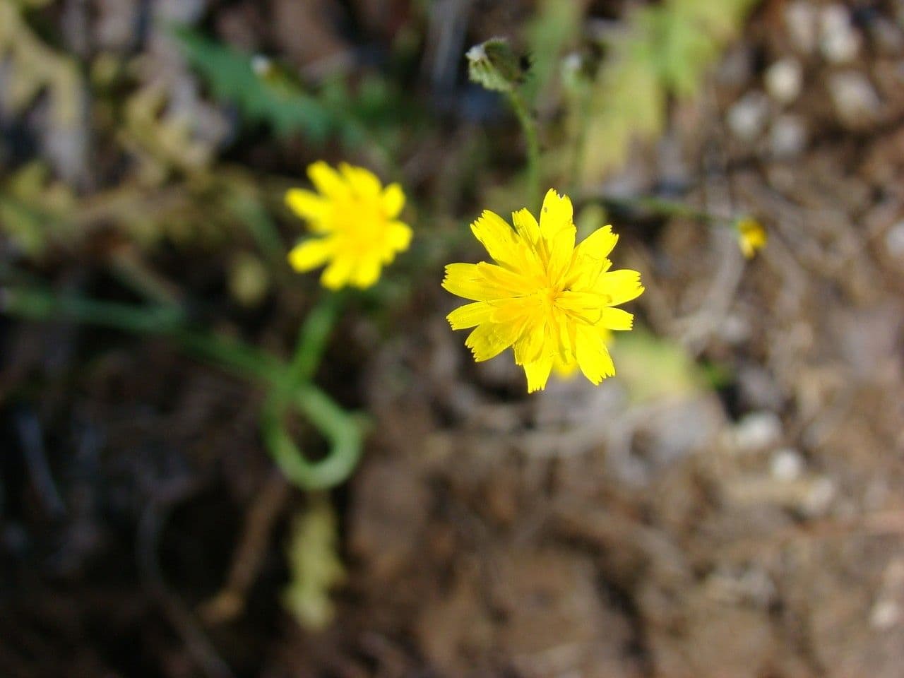 Crepis 6