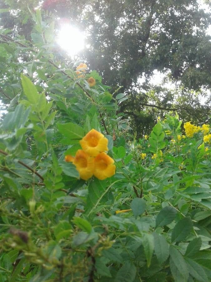 Busch-Allamanda 8