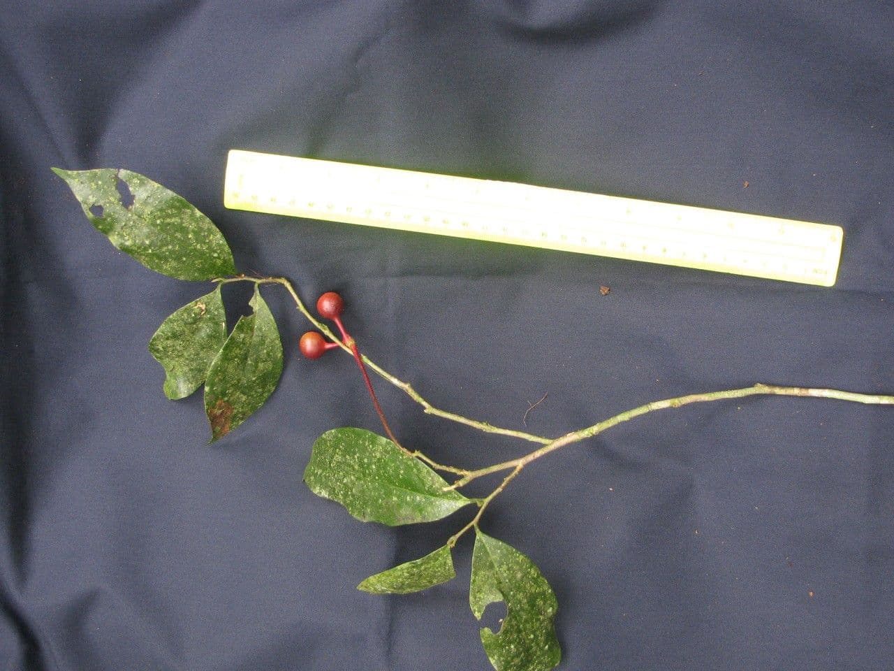 Desmopsis 13