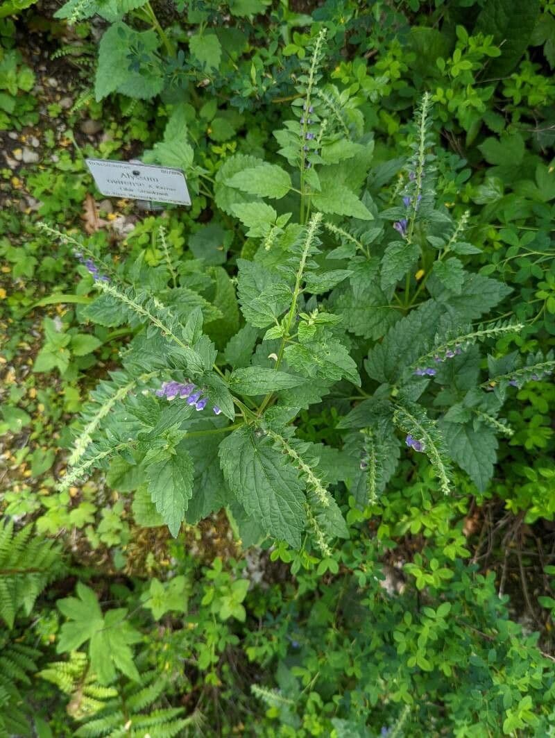 Scutellaria altissima 13
