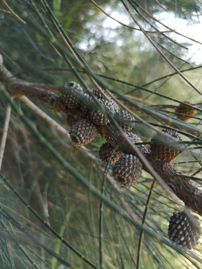 Casuarina