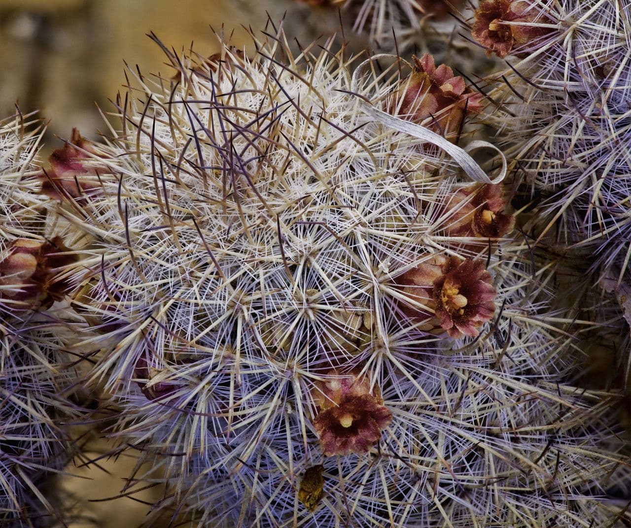 Cactus Mammillaria à queue de rat 3