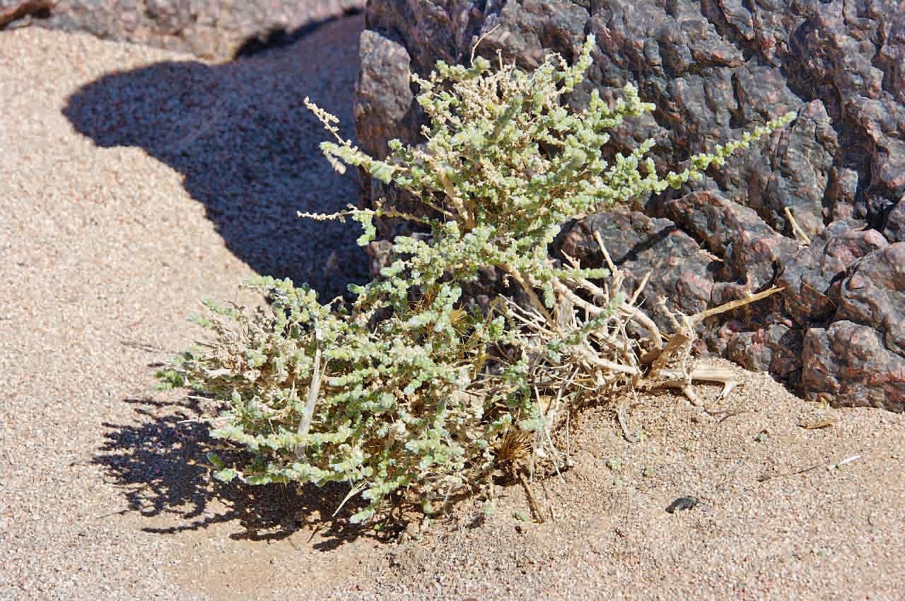 Caroxylon 5