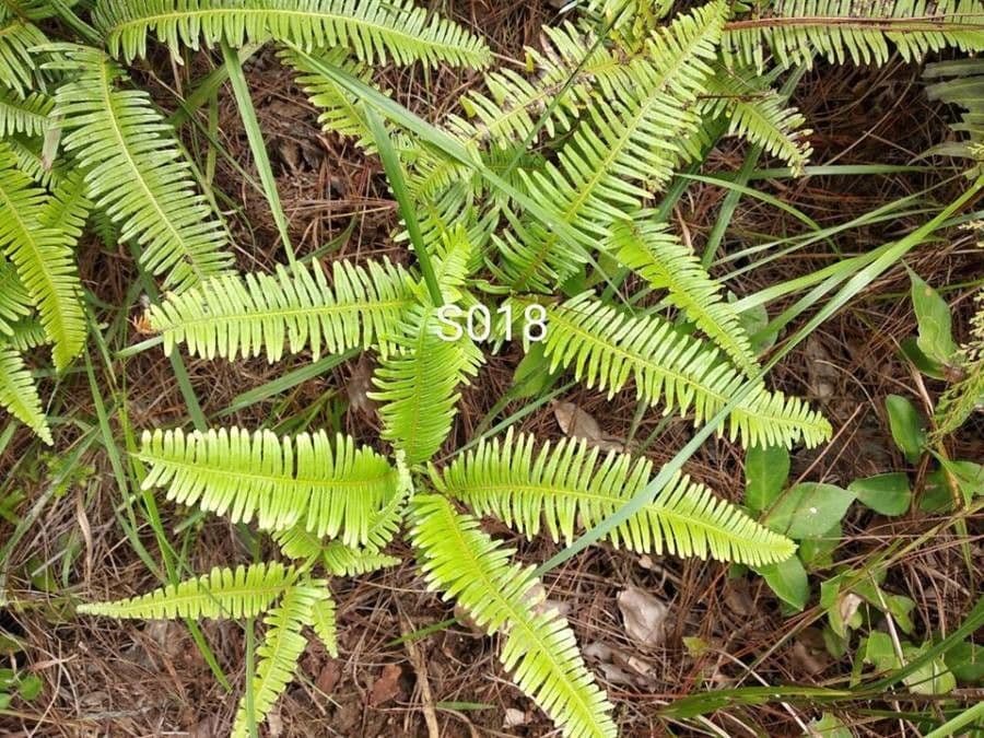 Dicranopteris linearis 10