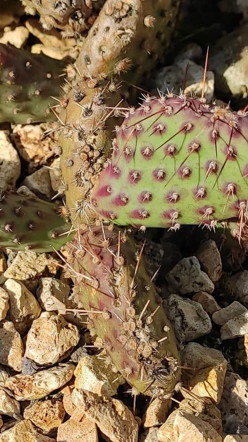 Nopal 17