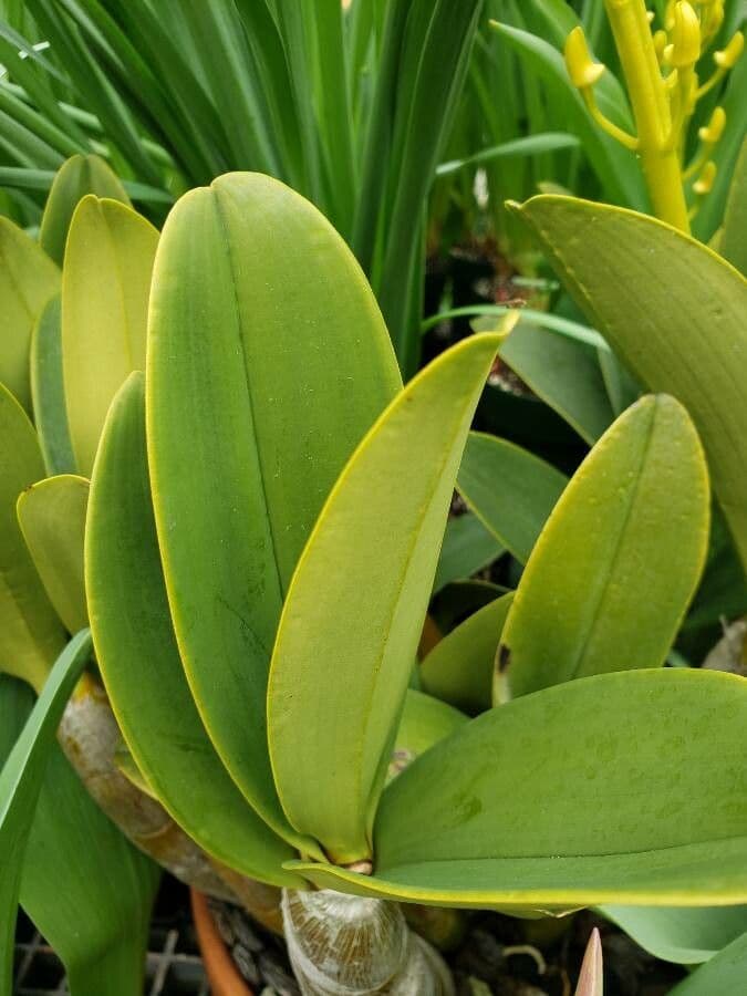 Dendrobium 3