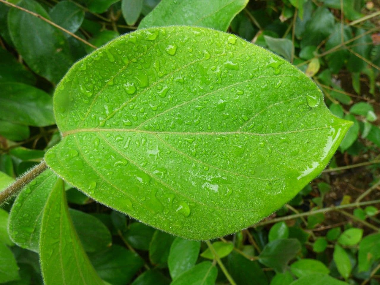 Congea tomentosa 12