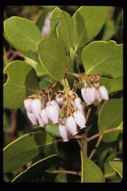 Arbutus patula 6