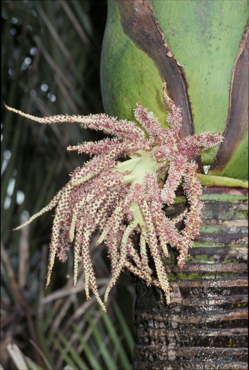Palma Nikau 6