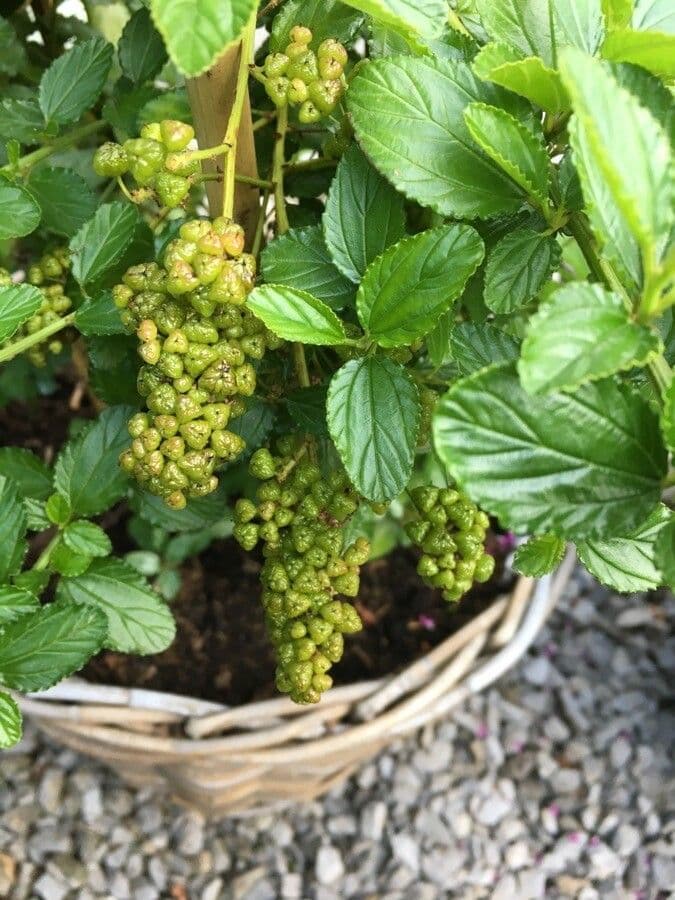 Ceanothus thyrsiflorus 5