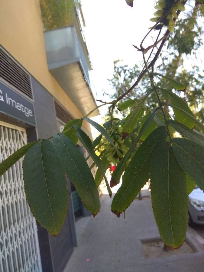 Pterokarya 18
