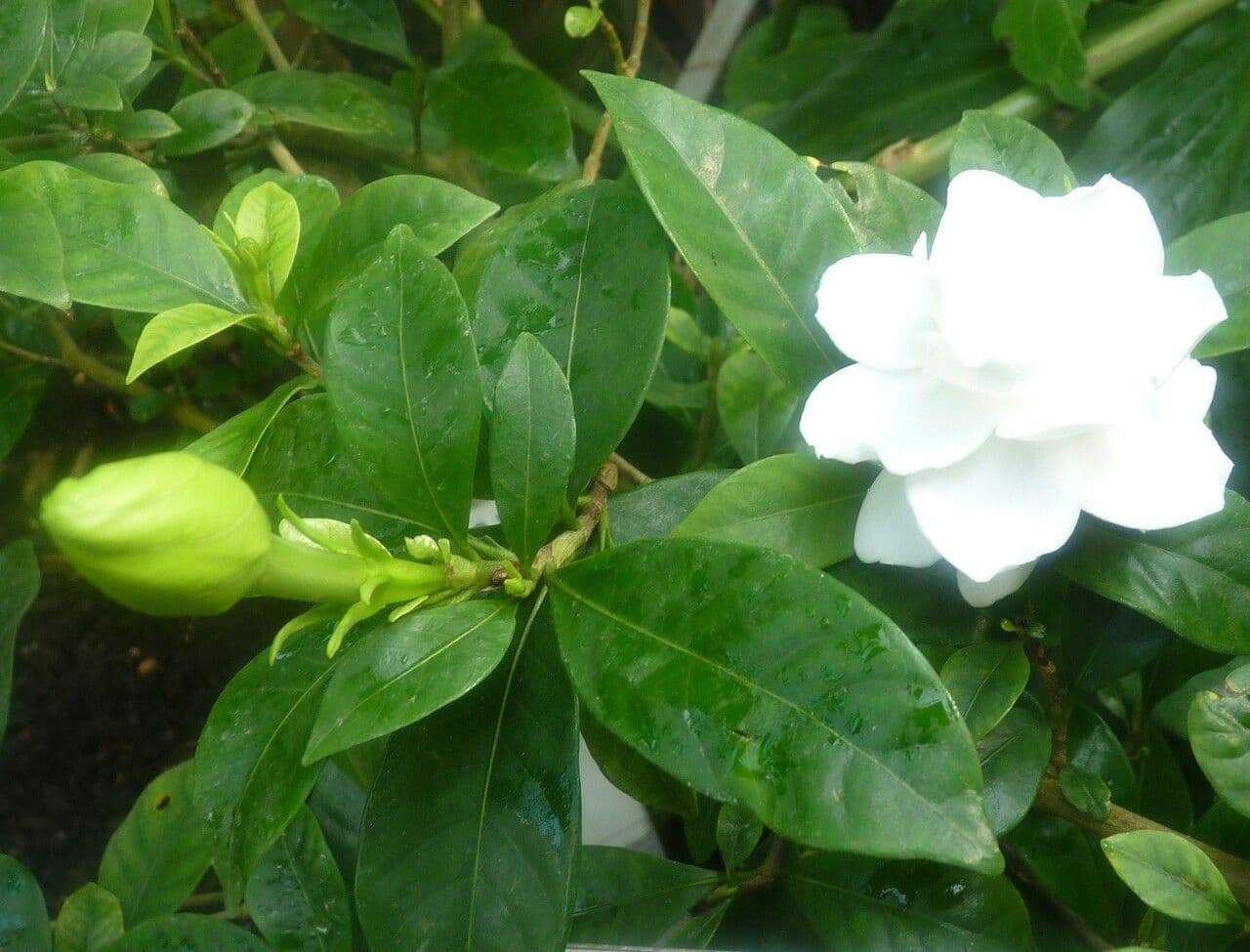 Gardenia 26