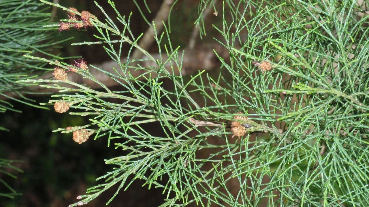 Gymnostoma