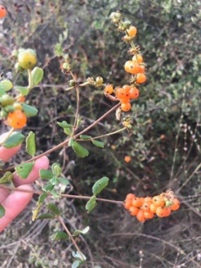 Caprifoglio subspicato 5