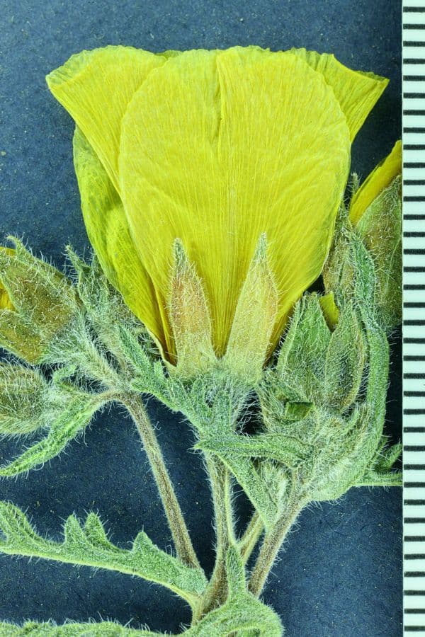 Mentzelia 2