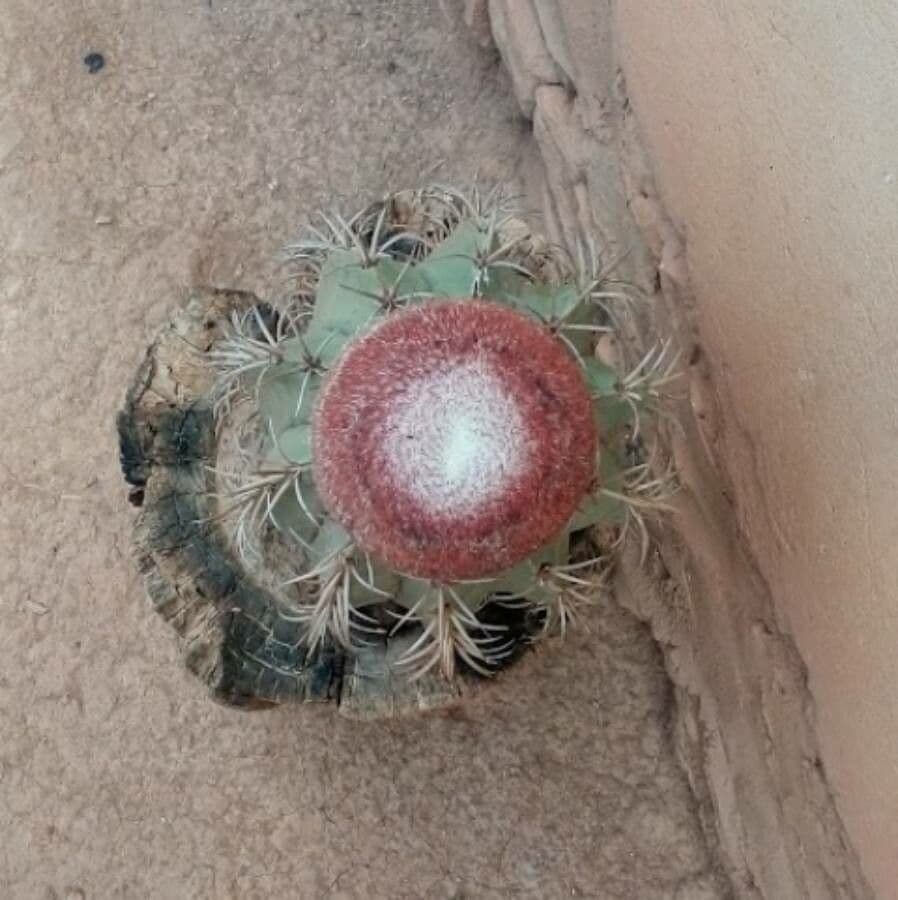 Melocactus nain 8