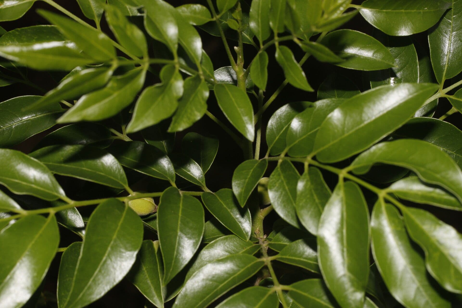 Trichilia 8