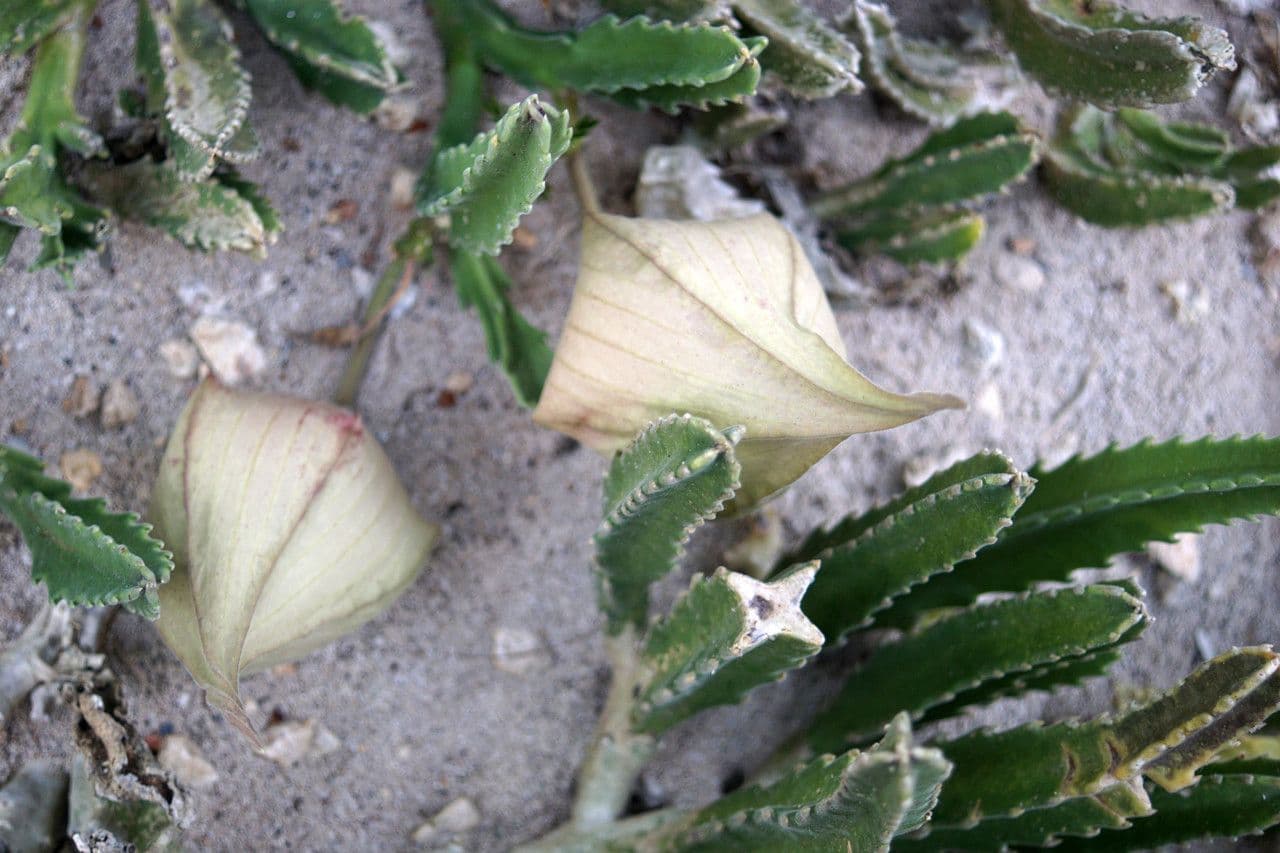 Stapelia 9