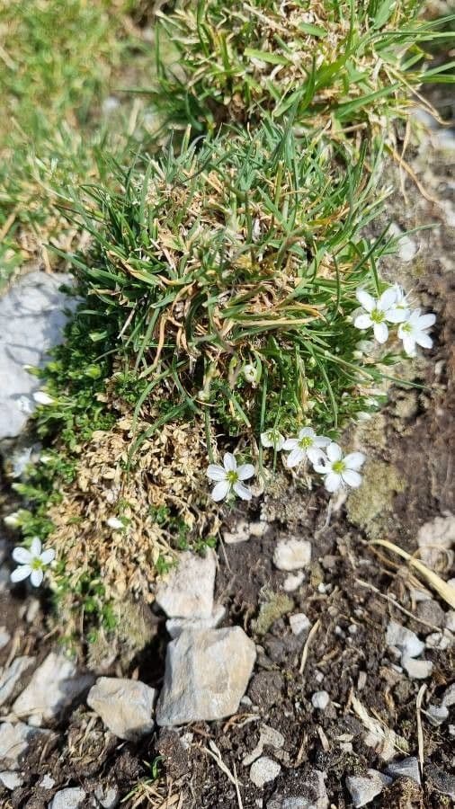 Arenaria ciliata 9