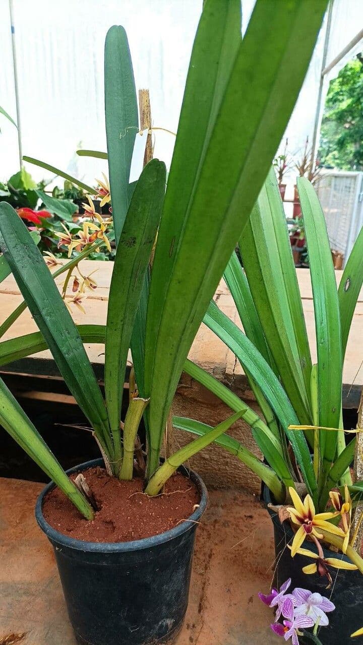 Cymbidium aloelistne 10