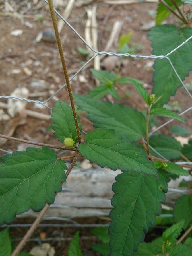 Croton 11