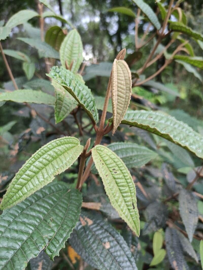 Miconia bianca 15