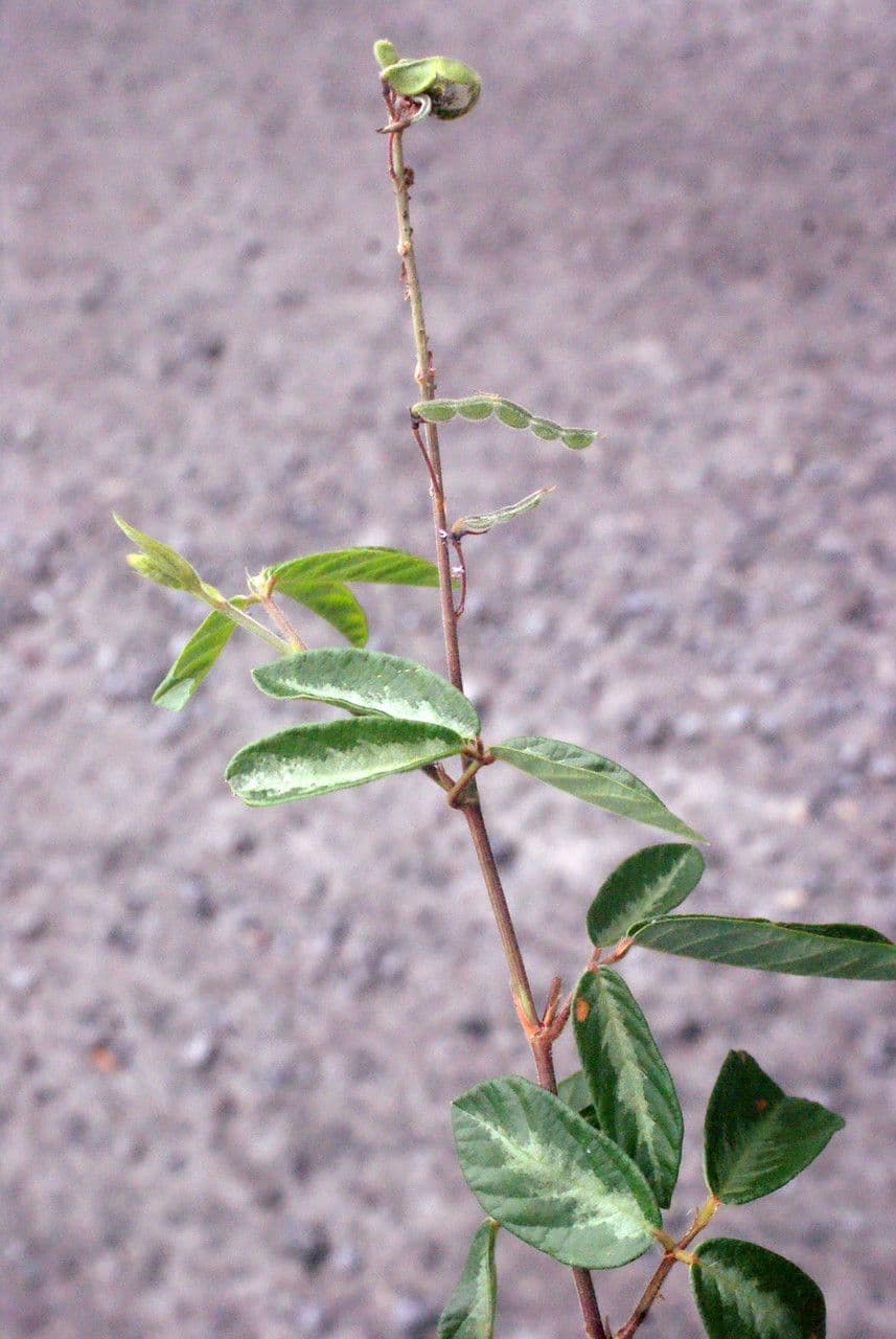 Desmodium 12