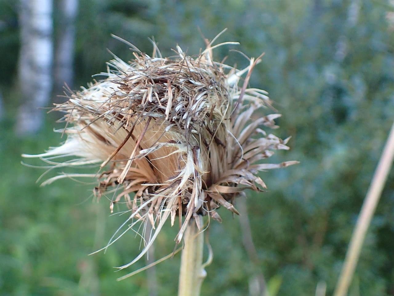 Cardo eterofillo 5