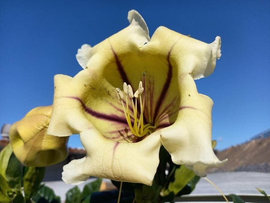 Kelchblume 6