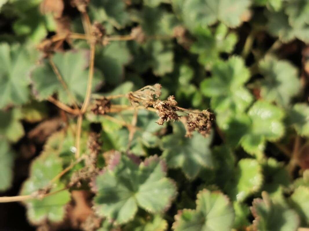 Alchemilla