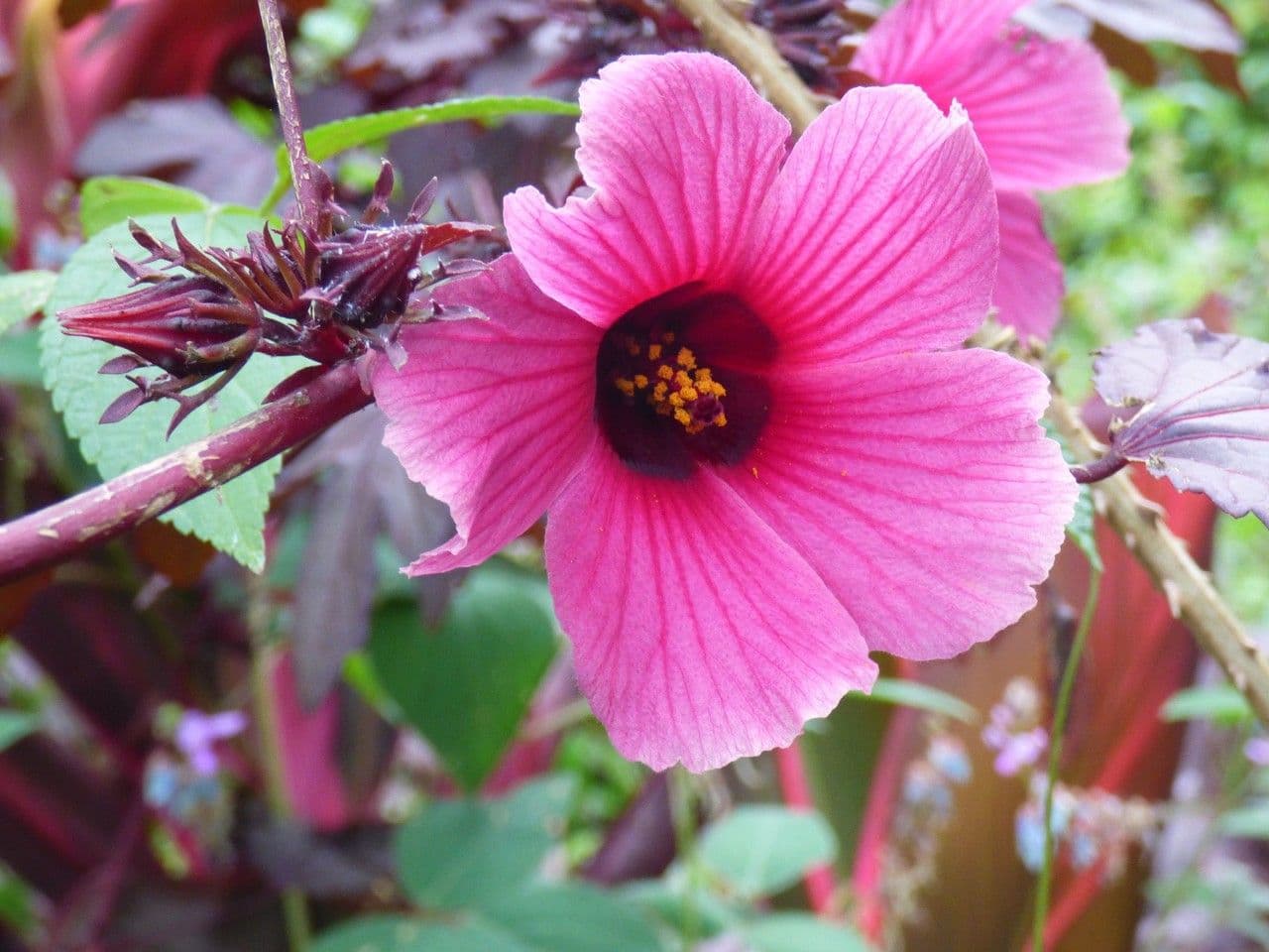 Essigblättriger Hibiskus 5