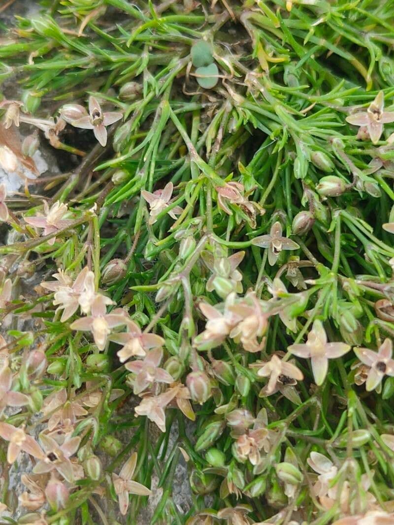 Sagina apetala 8