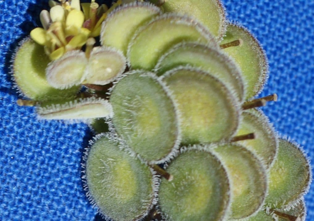 Biscutella 3