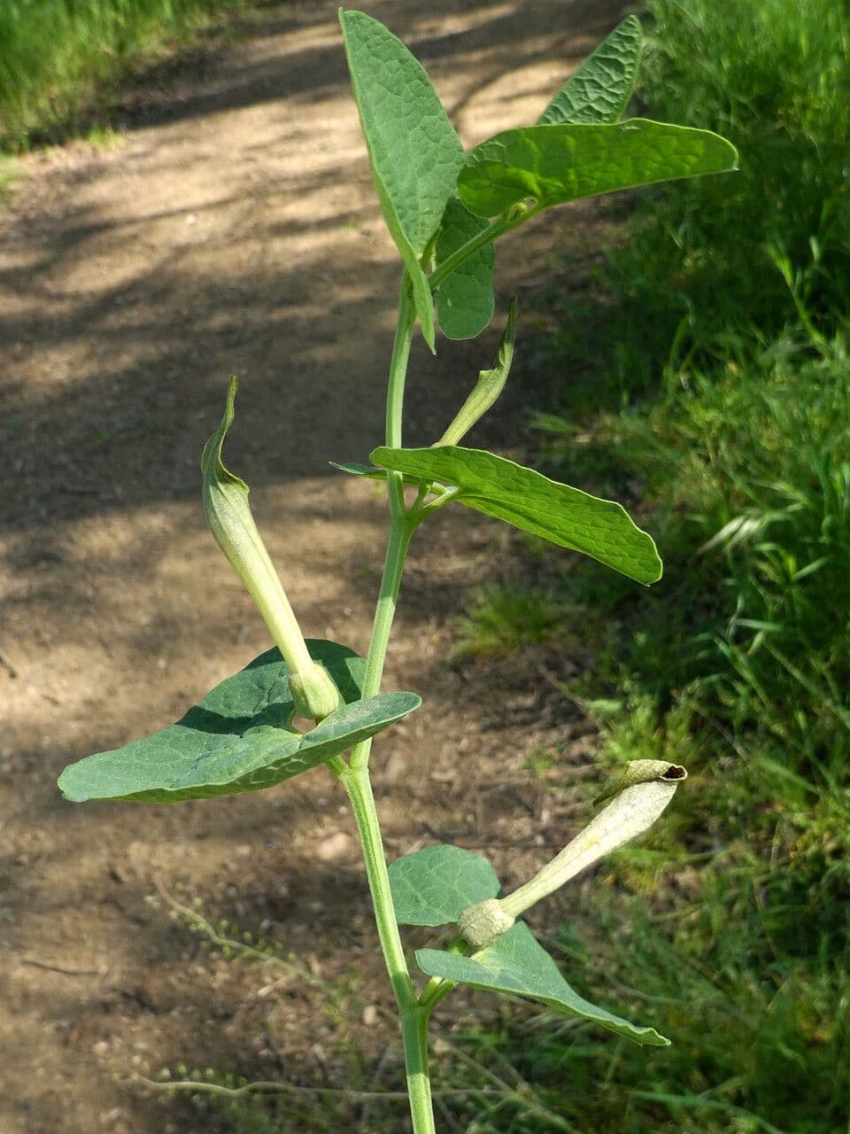 Rostlina 12
